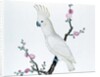 Lesser Lemon Crested Cockatoo, perched on a sprig of flowering Japonica, Ch'ien-lung period by Qing Dynasty Chinese School