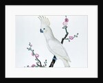 Lesser Lemon Crested Cockatoo, perched on a sprig of flowering Japonica, Ch'ien-lung period by Qing Dynasty Chinese School