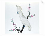 Lesser Lemon Crested Cockatoo, perched on a sprig of flowering Japonica, Ch'ien-lung period by Qing Dynasty Chinese School