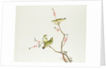 White-Eye bird, Ch'ien-lung period by Qing Dynasty Chinese School