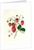 The Roseberry Strawberry by Edwin Dalton Smith