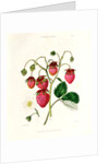 The Roseberry Strawberry by Edwin Dalton Smith