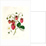 The Roseberry Strawberry by Edwin Dalton Smith
