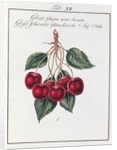 Large Shiny Black Cherry, 19th century by Anonymous