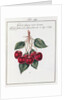 Large Shiny Black Cherry, 19th century by Anonymous
