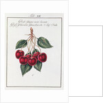 Large Shiny Black Cherry, 19th century by Anonymous