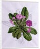 Primula by Anonymous