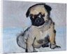 Vincent, the pug puppy by Brenda Brin Booker