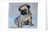 Vincent, the pug puppy by Brenda Brin Booker