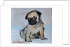 Vincent, the pug puppy by Brenda Brin Booker