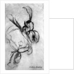 Irises by Brenda Brin Booker