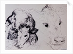 Calves, Gt Garnetts II by Brenda Brin Booker