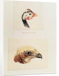 The Guinea Fowl and the Moor Hawk by Joseph Mallord William Turner