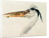 Heron with a fish by Joseph Mallord William Turner