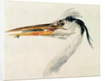Heron with a fish by Joseph Mallord William Turner