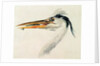 Heron with a fish by Joseph Mallord William Turner