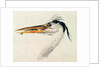 Heron with a fish by Joseph Mallord William Turner