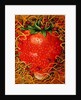 Strawberry in Straw, 1998 by E.B. Watts