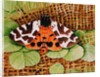 Tiger Moth, 1999 by E.B. Watts