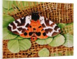 Tiger Moth, 1999 by E.B. Watts