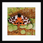 Tiger Moth, 1999 by E.B. Watts
