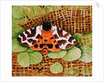 Tiger Moth, 1999 by E.B. Watts