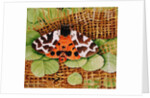 Tiger Moth, 1999 by E.B. Watts