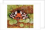 Tiger Moth, 1999 by E.B. Watts
