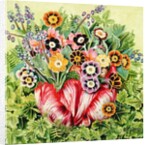 Auriculas, 2000 by E.B. Watts