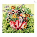 Auriculas, 2000 by E.B. Watts