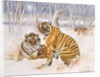 Tigers in the Snow, 2005 by E.B. Watts