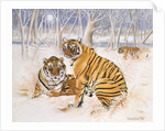 Tigers in the Snow, 2005 by E.B. Watts