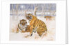 Tigers in the Snow, 2005 by E.B. Watts