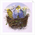 Budgerigars in a Nest, 1995 by E.B. Watts