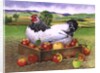 Hen in a Box of Apples, 1990 by E.B. Watts