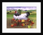 Hen in a Box of Apples, 1990 by E.B. Watts