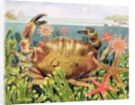 Furrowed Crab with Starfish Underwater, 1997 by E.B. Watts