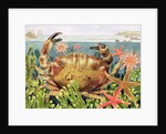 Furrowed Crab with Starfish Underwater, 1997 by E.B. Watts