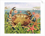 Furrowed Crab with Starfish Underwater, 1997 by E.B. Watts