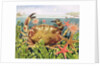 Furrowed Crab with Starfish Underwater, 1997 by E.B. Watts