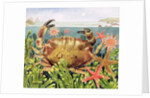 Furrowed Crab with Starfish Underwater, 1997 by E.B. Watts