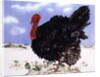 Black Turkey with Snow Berries, 1996 by E.B. Watts
