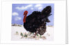 Black Turkey with Snow Berries, 1996 by E.B. Watts