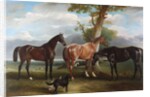 The 6th Duke's favourite hunters and dogs, 1857 by John E. Ferneley
