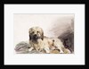 The Artist's Dog, c.1860 by John Adam P. Houston