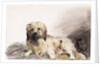 The Artist's Dog, c.1860 by John Adam P. Houston