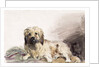 The Artist's Dog, c.1860 by John Adam P. Houston