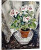 Pelargonium by Anne Redpath