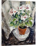 Pelargonium by Anne Redpath