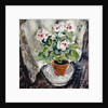 Pelargonium by Anne Redpath